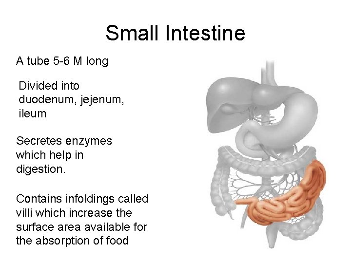 Small Intestine A tube 5 -6 M long Divided into duodenum, jejenum, ileum Secretes