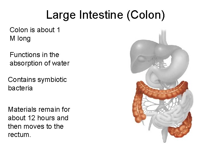 Large Intestine (Colon) Colon is about 1 M long Functions in the absorption of