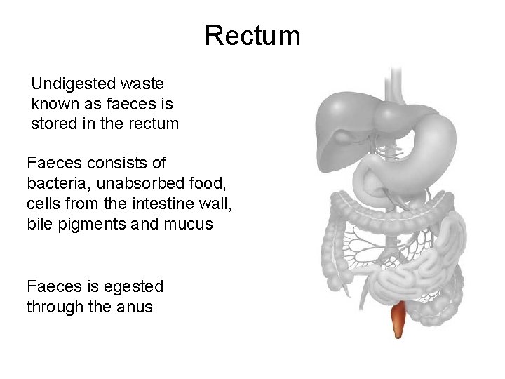 Rectum Undigested waste known as faeces is stored in the rectum Faeces consists of