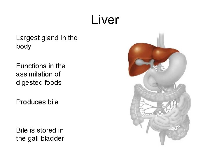 Liver Largest gland in the body Functions in the assimilation of digested foods Produces