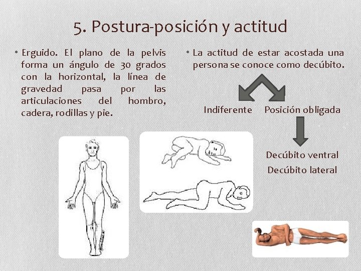 5. Postura-posición y actitud • Erguido. El plano de la pelvis forma un ángulo