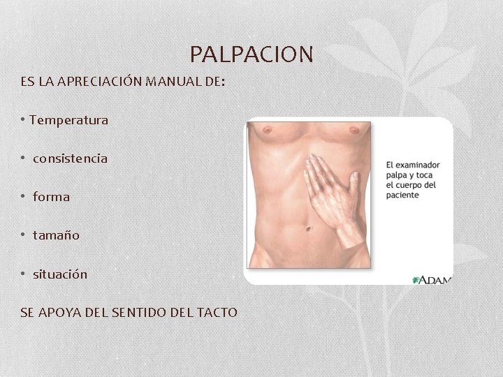 PALPACION ES LA APRECIACIÓN MANUAL DE: • Temperatura • consistencia • forma • tamaño