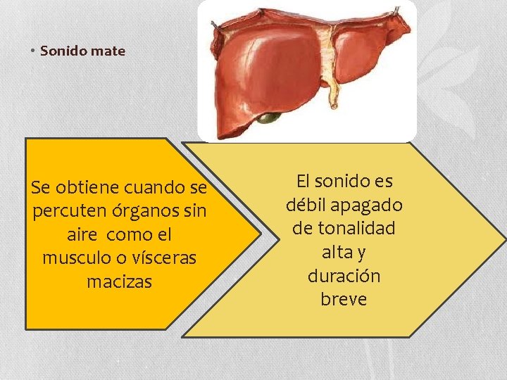  • Sonido mate Se obtiene cuando se percuten órganos sin aire como el