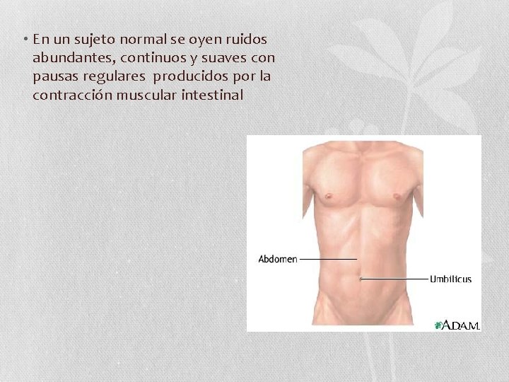  • En un sujeto normal se oyen ruidos abundantes, continuos y suaves con
