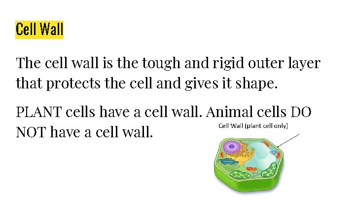 Cell Wall The cell wall is the tough and rigid outer layer that protects