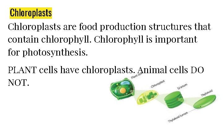 Chloroplasts are food production structures that contain chlorophyll. Chlorophyll is important for photosynthesis. PLANT