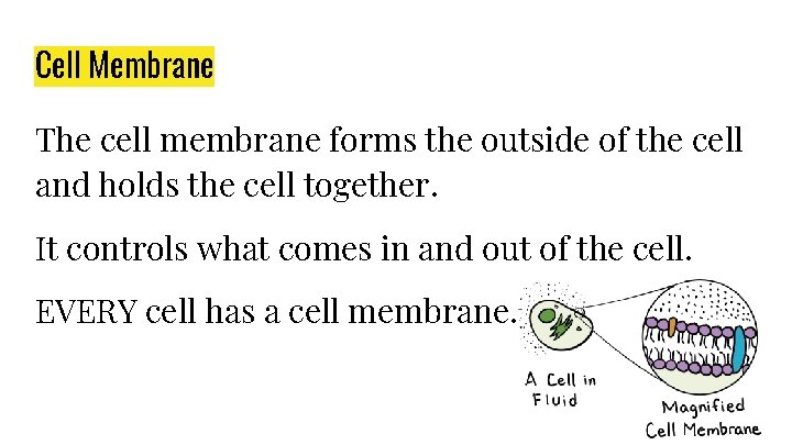 Cell Membrane The cell membrane forms the outside of the cell and holds the