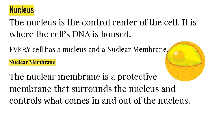 Nucleus The nucleus is the control center of the cell. It is where the