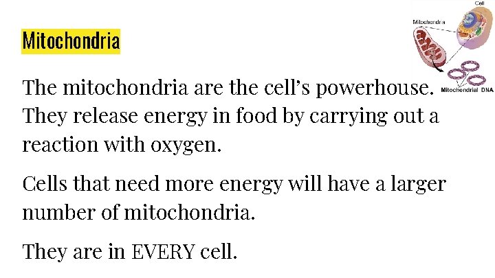Mitochondria The mitochondria are the cell’s powerhouse. They release energy in food by carrying