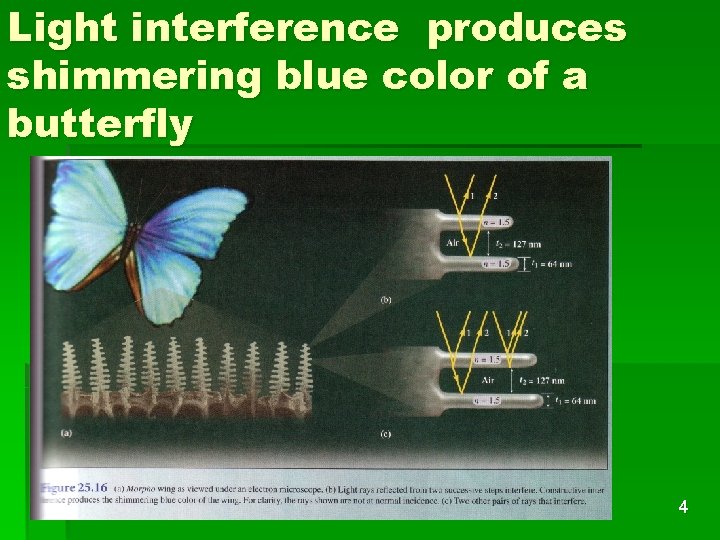 Light interference produces shimmering blue color of a butterfly 4 