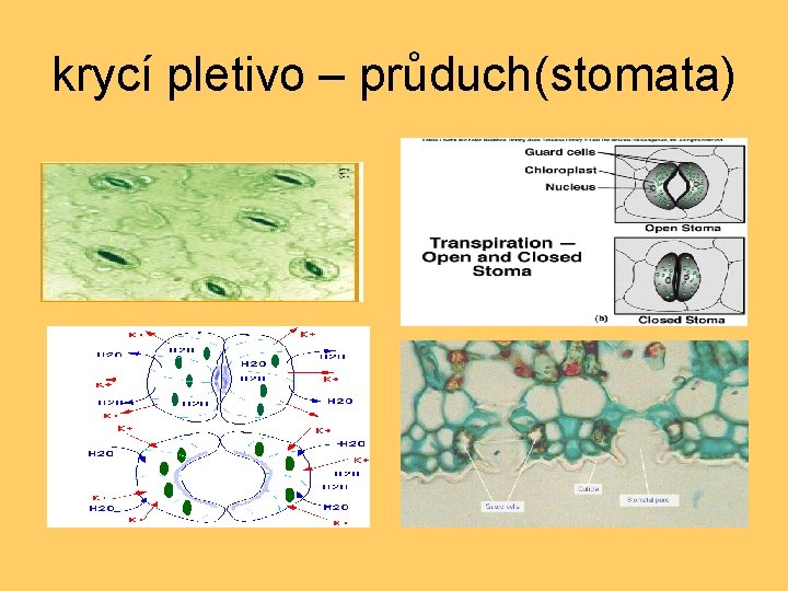 krycí pletivo – průduch(stomata) 