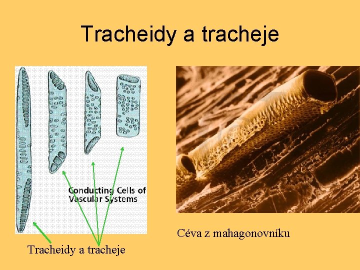 Tracheidy a tracheje Céva z mahagonovníku Tracheidy a tracheje 