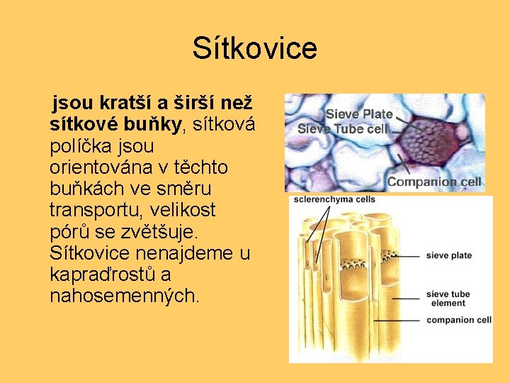 Sítkovice jsou kratší a širší než sítkové buňky, sítková políčka jsou orientována v těchto