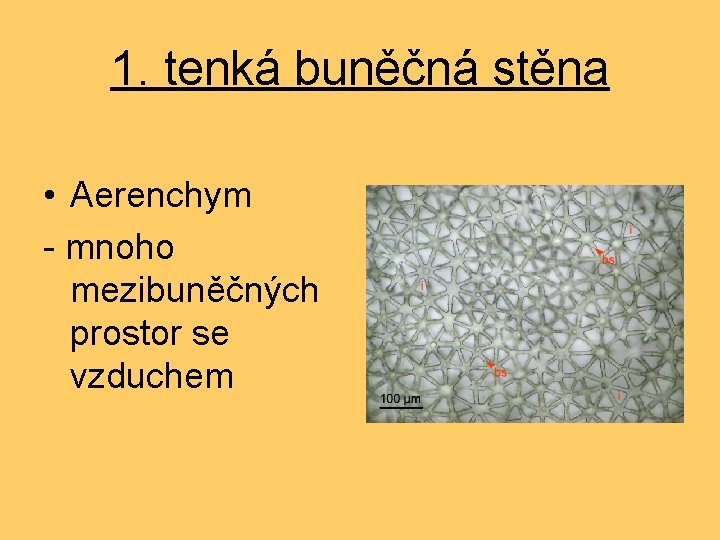 1. tenká buněčná stěna • Aerenchym - mnoho mezibuněčných prostor se vzduchem 