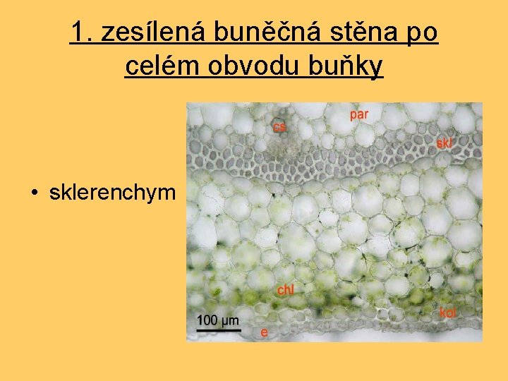 1. zesílená buněčná stěna po celém obvodu buňky • sklerenchym 