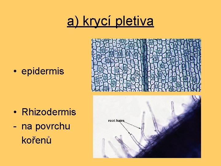a) krycí pletiva • epidermis • Rhizodermis - na povrchu kořenů 