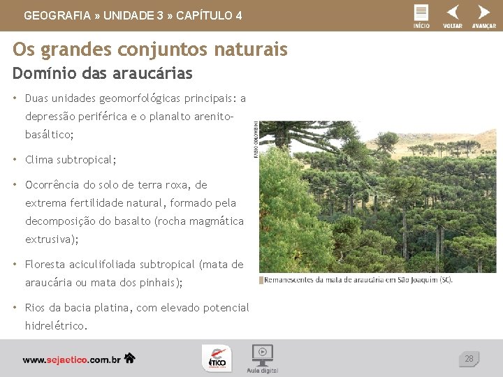 GEOGRAFIA » UNIDADE 3 » CAPÍTULO 4 Os grandes conjuntos naturais Domínio das araucárias