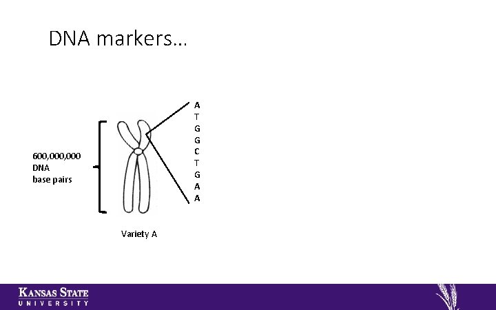 DNA markers… A T G G C T G A A 600, 000 DNA