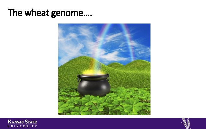 The wheat genome…. 
