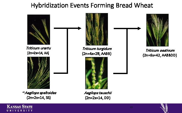 Hybridization Events Forming Bread Wheat Triticum urartu Triticum turgidum (2 n=2 x=14, AA) (2
