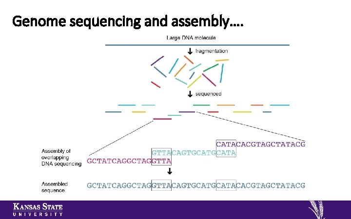 Genome sequencing and assembly…. 