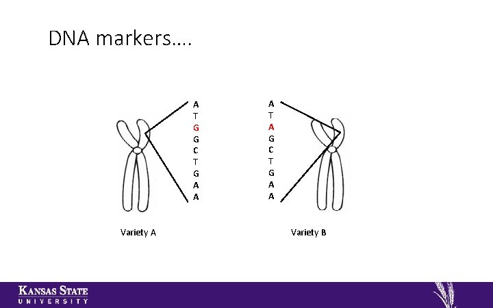 DNA markers…. A T G G C T G A A Variety A A