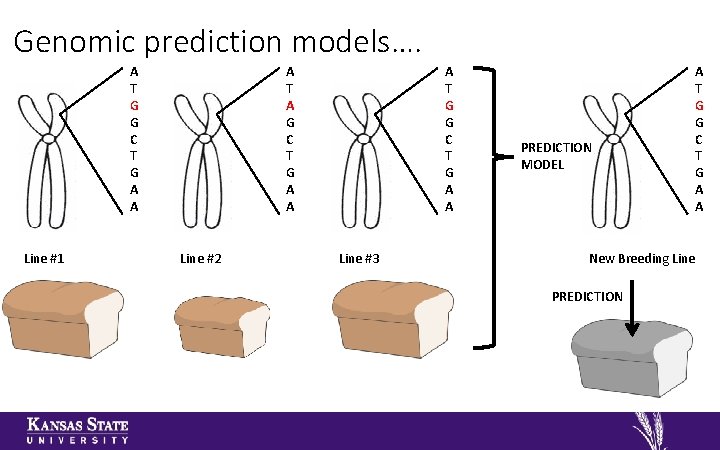 Genomic prediction models…. A T G G C T G A A Line #1