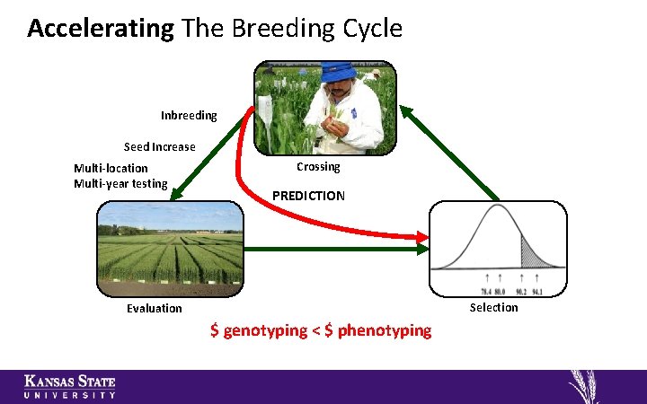 Accelerating The Breeding Cycle Inbreeding Seed Increase Multi-location Multi-year testing Crossing PREDICTION Selection Evaluation