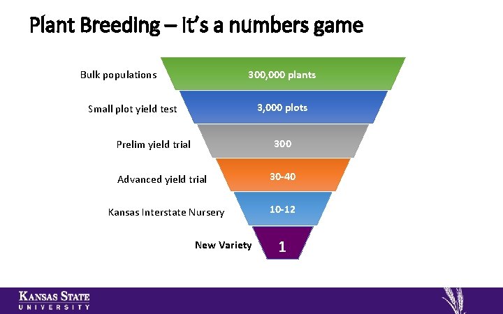 Plant Breeding – It’s a numbers game 300, 000 plants Bulk populations 3, 000
