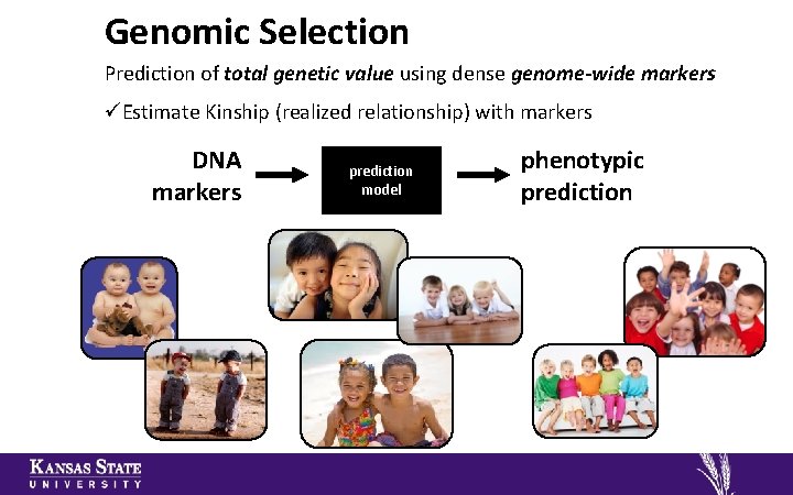 Genomic Selection Prediction of total genetic value using dense genome-wide markers üEstimate Kinship (realized