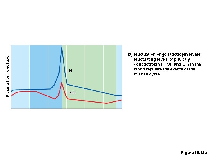 Plasma hormone level LH (a) Fluctuation of gonadotropin levels: Fluctuating levels of pituitary gonadotropins