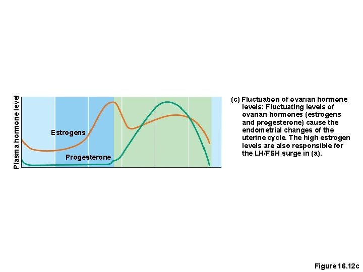 Plasma hormone level Estrogens Progesterone (c) Fluctuation of ovarian hormone levels: Fluctuating levels of