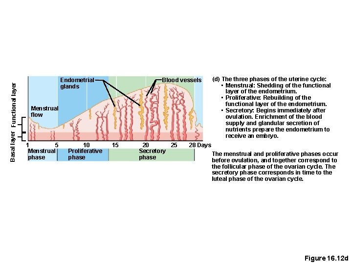 Basal layer Functional layer Blood vessels Endometrial glands Menstrual flow 1 5 Menstrual phase
