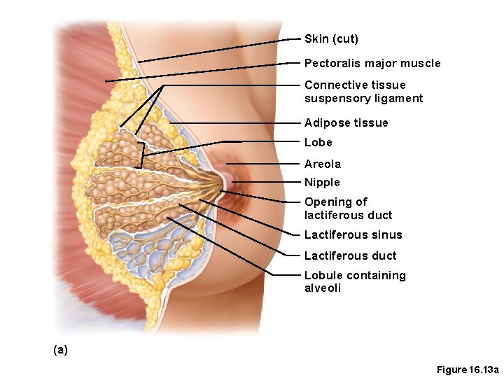 Skin (cut) Pectoralis major muscle Connective tissue suspensory ligament Adipose tissue Lobe Areola Nipple