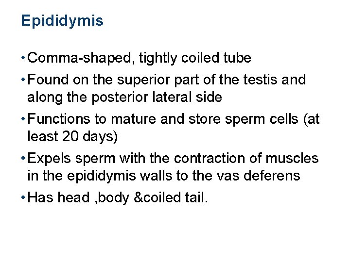 Epididymis • Comma-shaped, tightly coiled tube • Found on the superior part of the