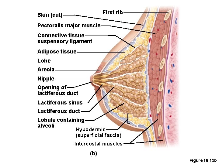 First rib Skin (cut) Pectoralis major muscle Connective tissue suspensory ligament Adipose tissue Lobe