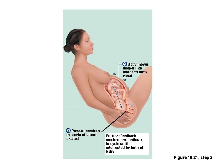 1 Baby moves deeper into mother’s birth canal 2 Pressoreceptors in cervix of uterus