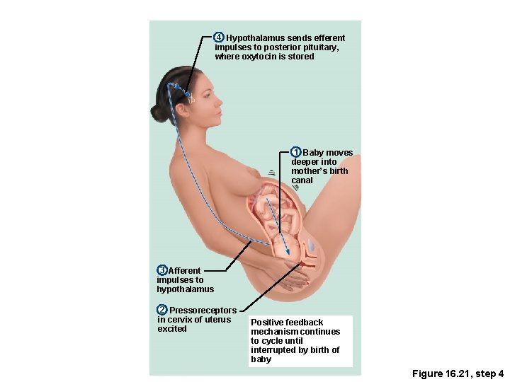 4 Hypothalamus sends efferent impulses to posterior pituitary, where oxytocin is stored 1 Baby