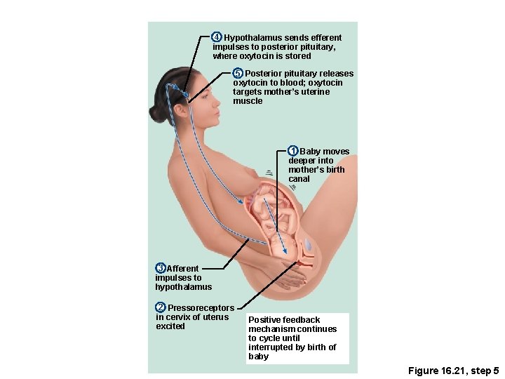 4 Hypothalamus sends efferent impulses to posterior pituitary, where oxytocin is stored 5 Posterior