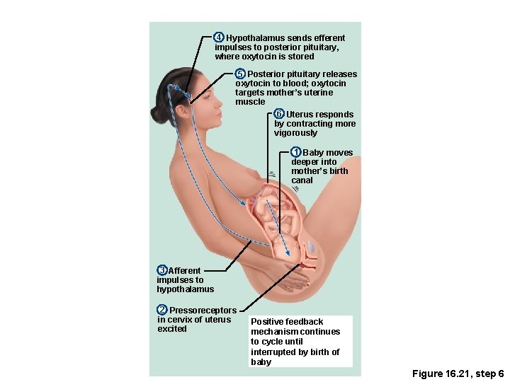 4 Hypothalamus sends efferent impulses to posterior pituitary, where oxytocin is stored 5 Posterior