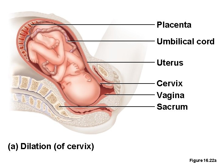 Placenta Umbilical cord Uterus Cervix Vagina Sacrum (a) Dilation (of cervix) Figure 16. 22
