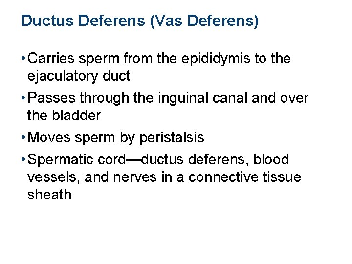 Ductus Deferens (Vas Deferens) • Carries sperm from the epididymis to the ejaculatory duct