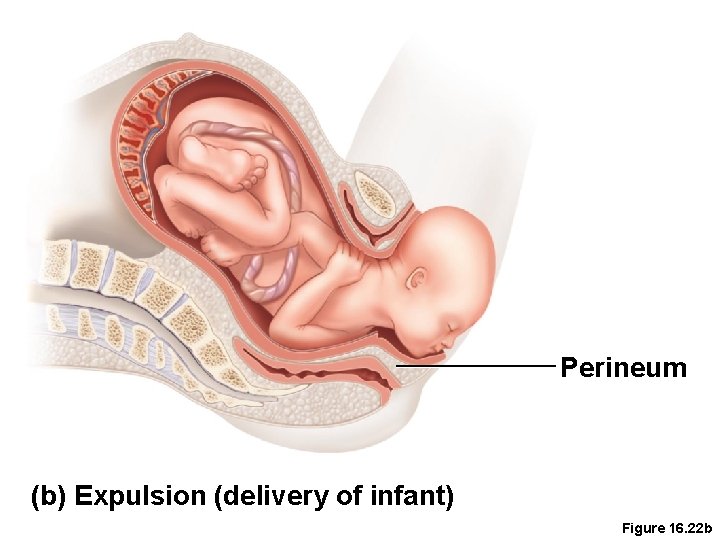 Perineum (b) Expulsion (delivery of infant) Figure 16. 22 b 