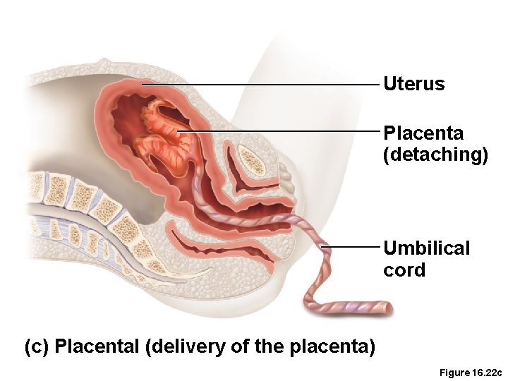 Uterus Placenta (detaching) Umbilical cord (c) Placental (delivery of the placenta) Figure 16. 22