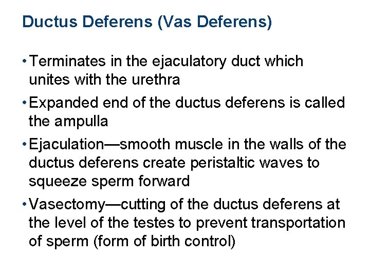 Ductus Deferens (Vas Deferens) • Terminates in the ejaculatory duct which unites with the