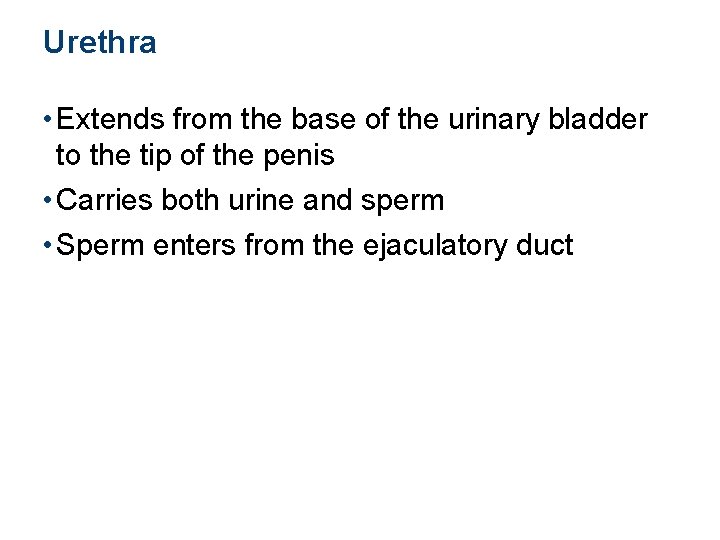 Urethra • Extends from the base of the urinary bladder to the tip of