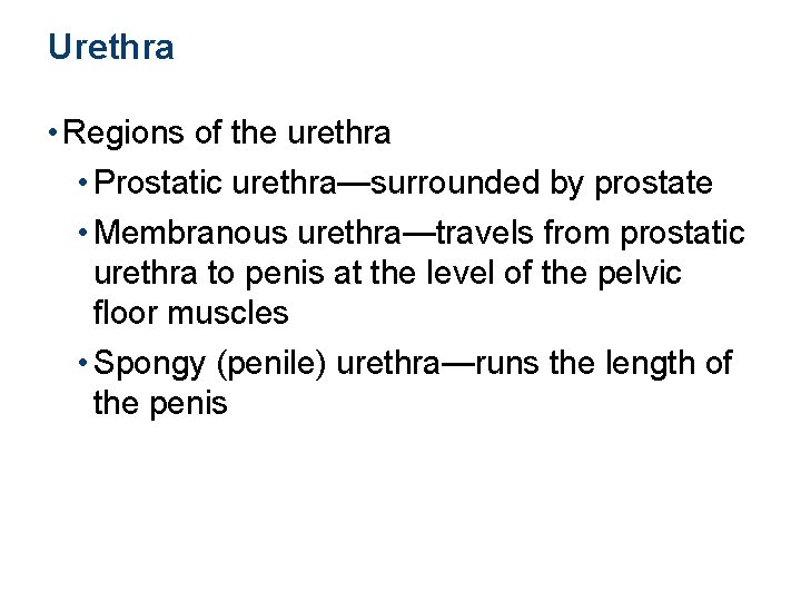 Urethra • Regions of the urethra • Prostatic urethra—surrounded by prostate • Membranous urethra—travels