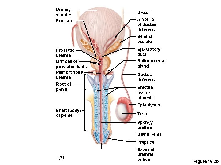 Urinary bladder Prostate Ureter Ampulla of ductus deferens Seminal vesicle Prostatic urethra Orifices of