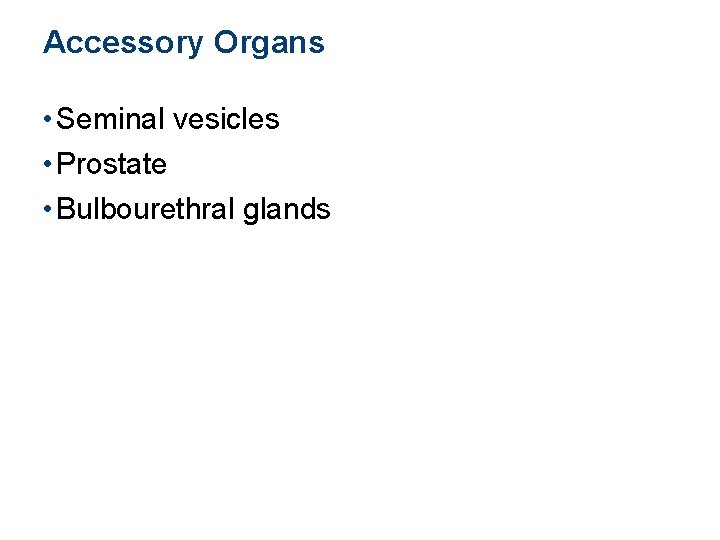 Accessory Organs • Seminal vesicles • Prostate • Bulbourethral glands 