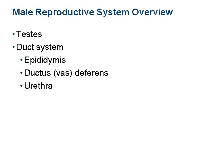 Male Reproductive System Overview • Testes • Duct system • Epididymis • Ductus (vas)